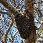 日本ミツバチの分蜂